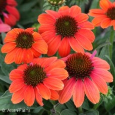 ECHINACEA HOT CORAL