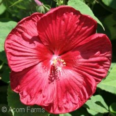 HIBISCUS LUNA RED