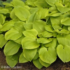 HOSTA AUGUST MOON