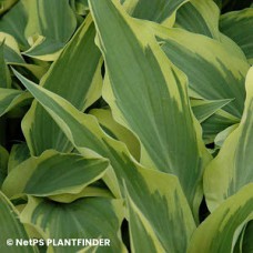 HOSTA LAKESIDE DRAGONFLY