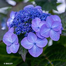 HYDRANGEA MAC POP STAR