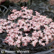 SAMBUCUS NIG BLACK LACE