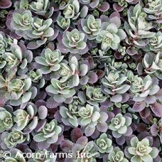 SEDUM SUNSPARKLER DAZZLEBERRY