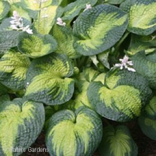 HOSTA BROTHER STEFAN