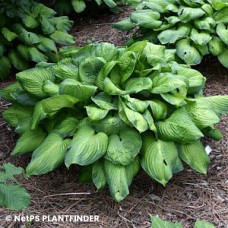 HOSTA GUACAMOLE