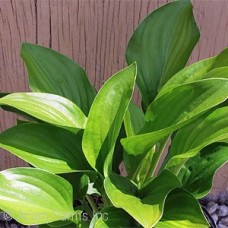 HOSTA ROYAL STANDARD