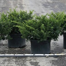 TAXUS MEDIA WARDII