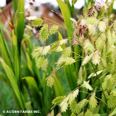 CHASMANTHIUM LATIFOLIUM