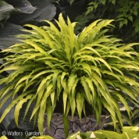 HOSTA CURLY FRIES HOSTA CURLY FRIES
