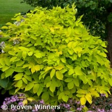 ARALIA COR SUN KING