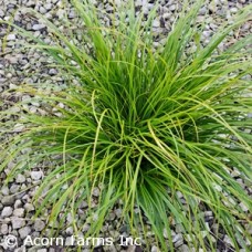 CAREX PENSYLVANICA