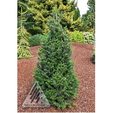 ABIES ALBA PYRAMIDALIS