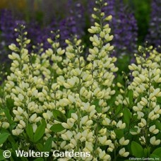 BAPTISIA VANILLA CREAM