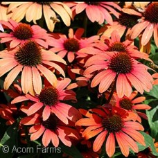 ECHINACEA JULIA