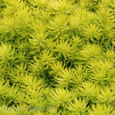 SEDUM RUP ANGELINA