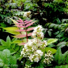 SORBARIA SORBIFOLIA SEM