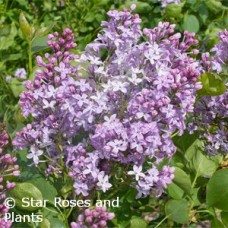 SYRINGA VUL NEW AGE LAVENDER