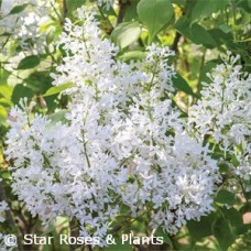 SYRINGA VUL NEW AGE WHITE