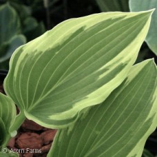 HOSTA SUNDANCER