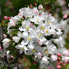 MALUS ADIRONDACK