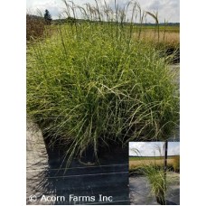 MISCANTHUS SIN LITTLE ZEBRA