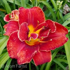 HEMEROCALLIS NIGHT EMBERS