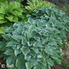 HOSTA BLUE CADET